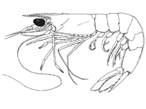 Image of Penaeopsis rectacuta (Needle shrimp)