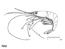 Image of Plesionika martia (Golden shrimp)