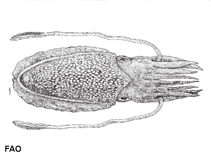 Image of Sepiella japonica (Japanese spineless cuttlefish)