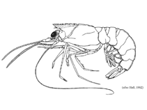 Image of Solenocera choprai (Ridgeback shrimp)