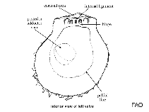 Spondylidae