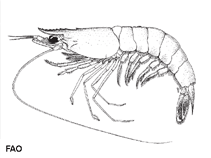 Image of Trachysalambria curvirostris (Southern rough shrimp)