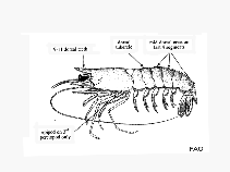 Image of Megokris granulosus (Coarse shrimp)