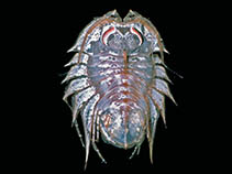 Image of Acutiserolis johnstoni 