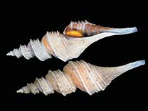 Image of Aforia multispiralis 