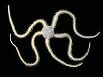 Image of Amphiura belgicae 