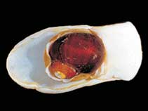 Image of Amauropsis rossiana 