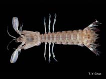 Image of Anchisquilla fasciata 