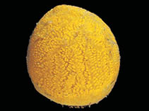 Image of Aplidium falklandicum 