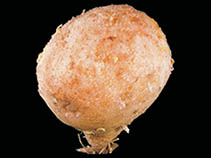 Image of Aplidium loricatum 