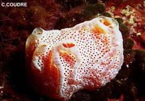 Image of Aplidium nordmanni 