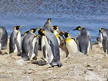 Image of Aptenodytes patagonicus (King penguin)