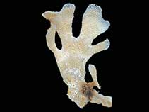 Image of Arachnopusia aquilina 