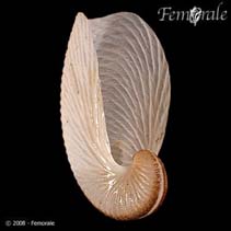 Image of Argonauta nouryi (Rough-keeled argonaut)