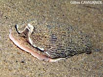 Image of Armina tigrina (Striped sea slug)