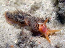 Image of Austraeolis ornata (Ornate austraeolis)