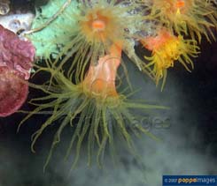 Image of Balanophyllia vanderhorsti 