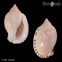 Image of Casmaria erinaceus (Vibex bonnet)