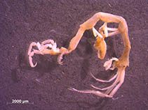 Image of Caprella scaura 