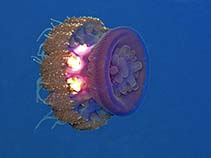 Image of Cephea cephea (Crowned jellyfish)