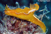 Image of Ceratosoma tenue (Kangaroo nudibranch)