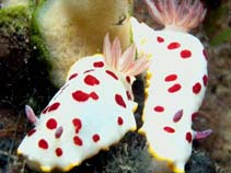 Image of Chromodoris splendida (Splendid Chromodoris)
