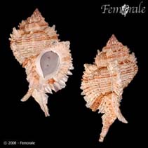 Image of Chicoreus superbus 