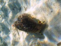 Image of Charonia variegata (Atlantic triton\