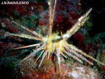 Image of Cidaris cidaris (Pencil urchin)