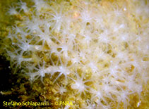 Image of Clavularia frankliniana 