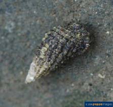 Image of Clypeomorus patulum 