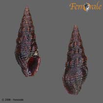 Image of Compsodrillia acestra 
