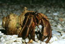 tn_Cobre_u0.jpg