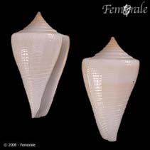 Image of Conus cancellatus (Cancellate cone)