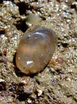 Image of Corella eumyota (Sea clog)