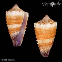 Image of Conus muriculatus 