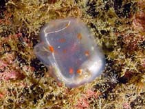 Image of Corella parallelogramma (Gas mantle ascidian)