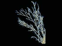 Image of Cornucopina polymorpha 