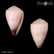 Image of Conus sponsalis (Sponsal cone)