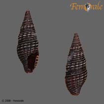 Image of Crassispira nigrescens (Black turrid)