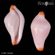 Image of Crenavolva rosewateri 