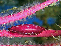 Image of Cymbovula acicularis (West Indian simnia)