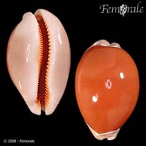 Image of Lyncina aurantium (Golden cowrie)
