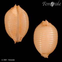 Image of Cypraea childreni (Children\