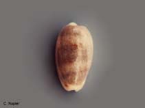 Image of Cypraea errones (Wandering cowrie)