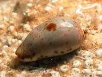 Image of Purpuradusta gracilis (Graceful cowry)