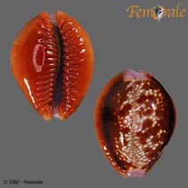 Image of Cypraea helvola (Small silvery honey cowry)