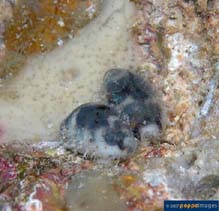 Image of Cypraea hirundo (Swallow cowrie)