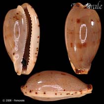 Image of Cypraea rabaulensis 