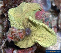 Image of Diadema antillarum (Long-spined sea urchin)